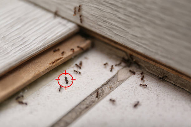 Best Ant Control Services  in Port Isabel, TX