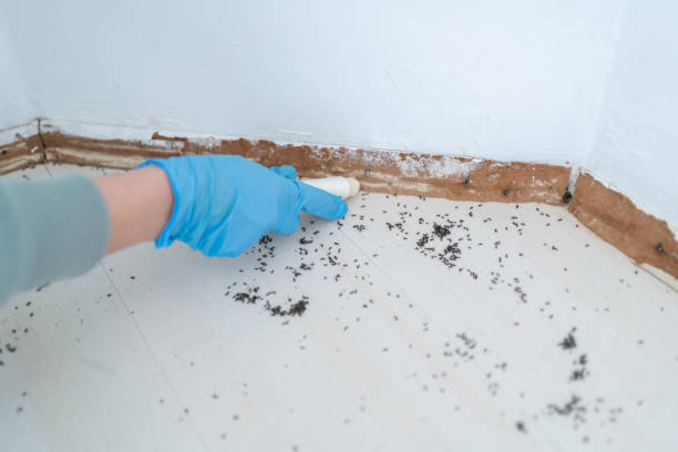 Best Best Pest Control Companies  in Port Isabel, TX