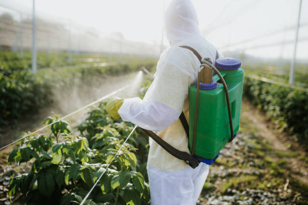 Best Termite Control Services  in Port Isabel, TX